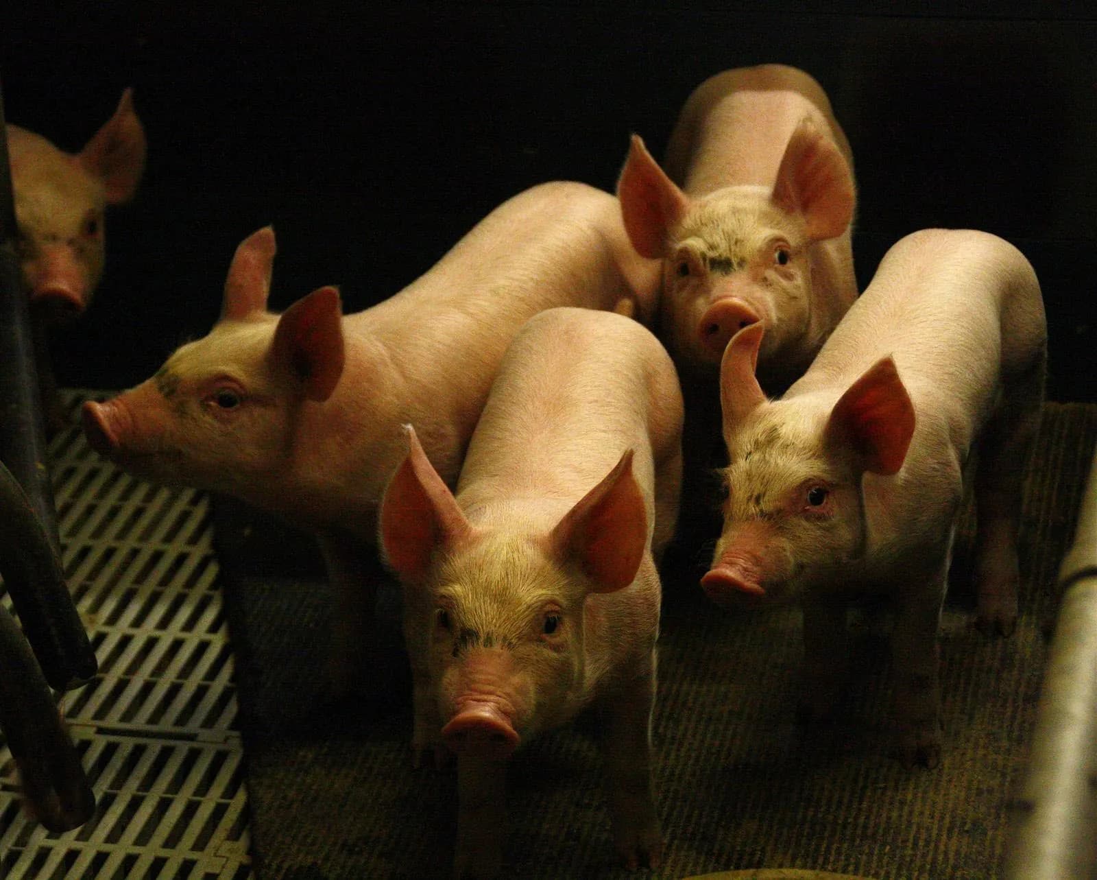 Porcelets élevés à la Ferme de Fontbonne, Haute-Loire