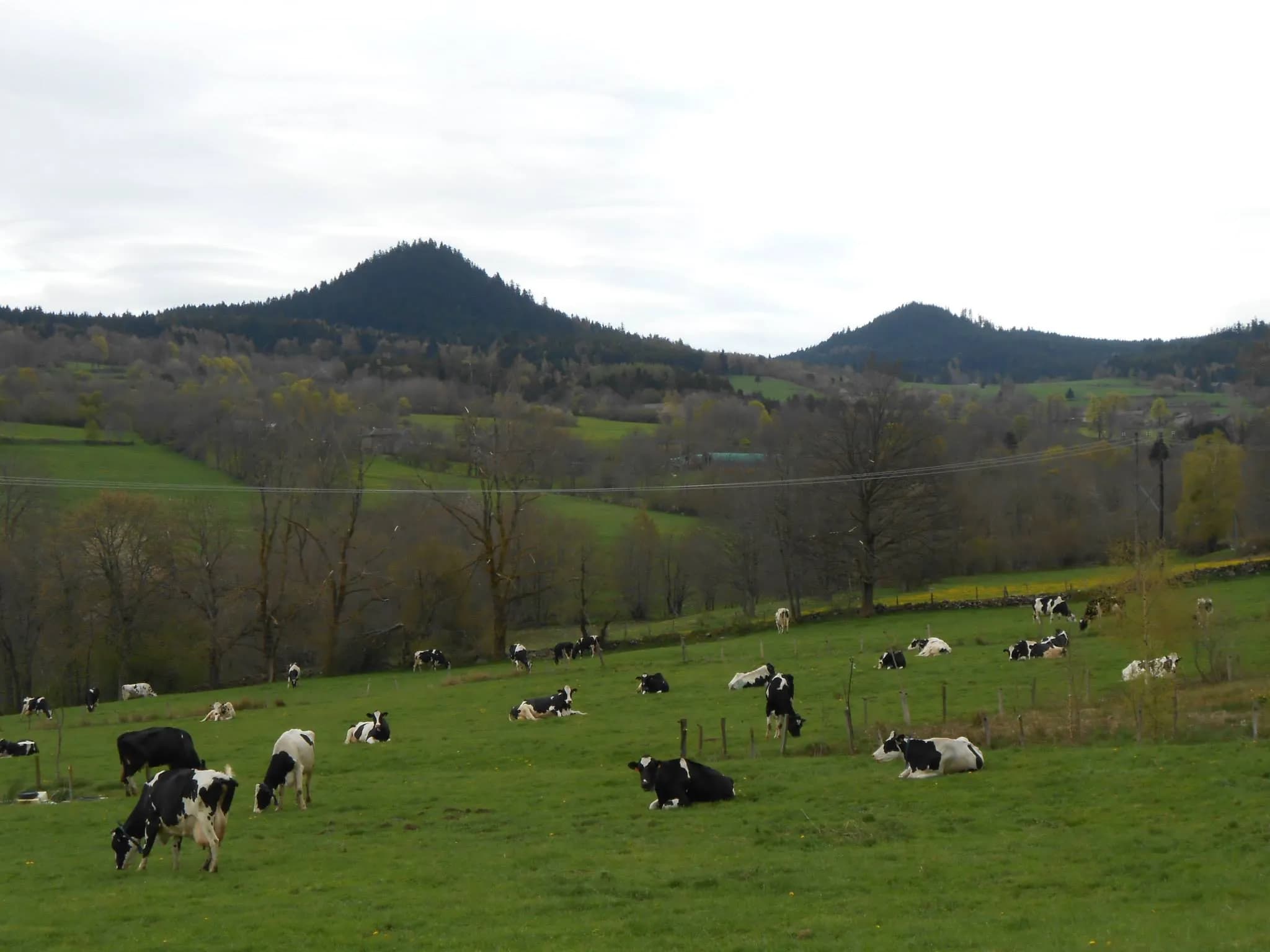 Prairie et vaches à la Ferme de Fontbonne, Haute-Loire