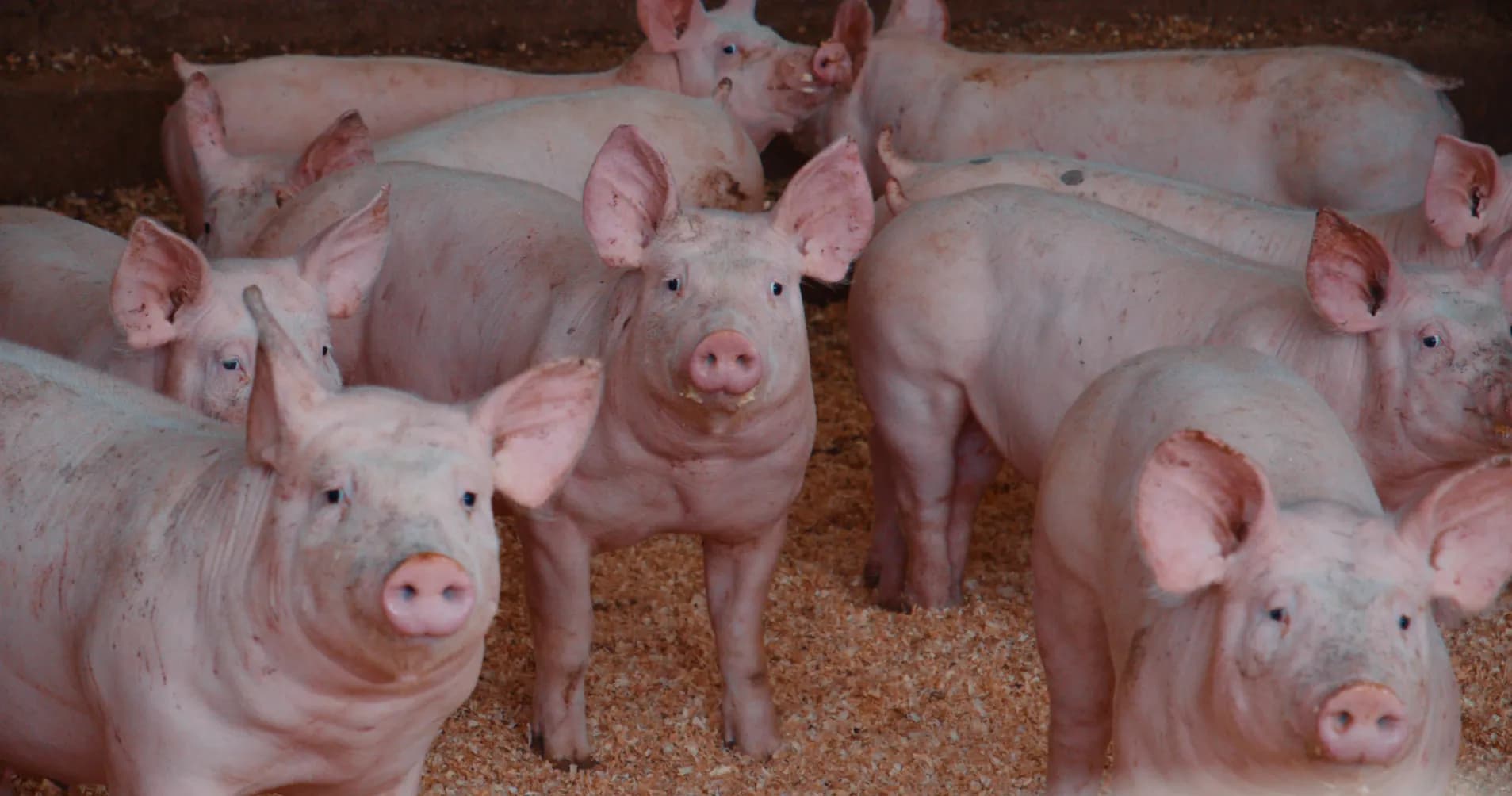 Cochons élevés en semi plein air à la Ferme de Fontbonne, Yssingeaux, Haute-Loire
